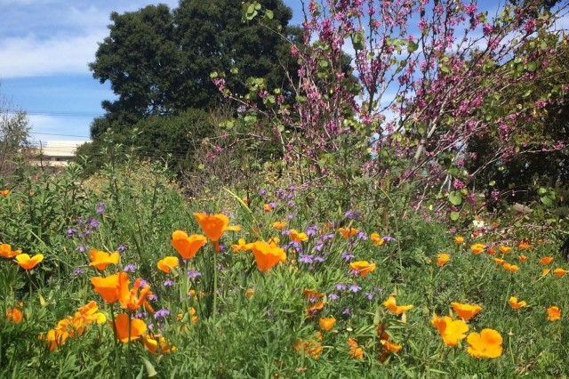 flowers in the nature garden