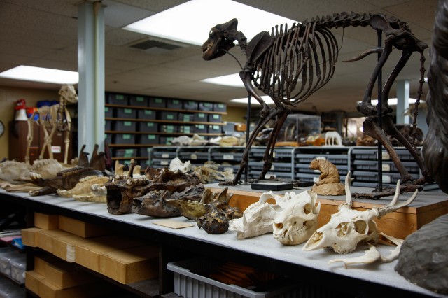 collections in the fossil lab at the tar pits