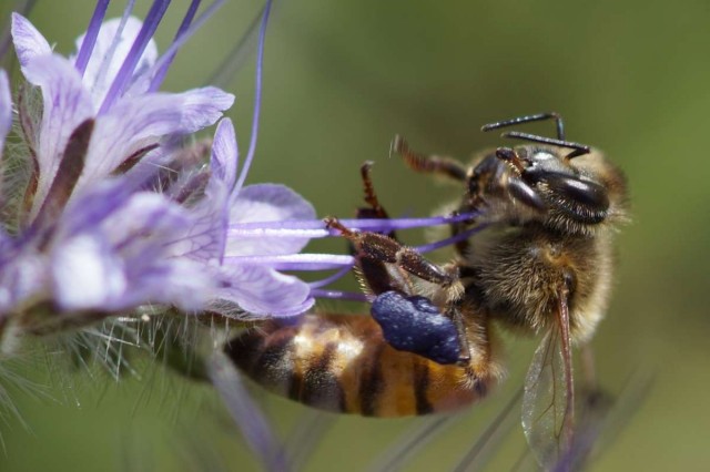 Phacelia bee on purple flower 