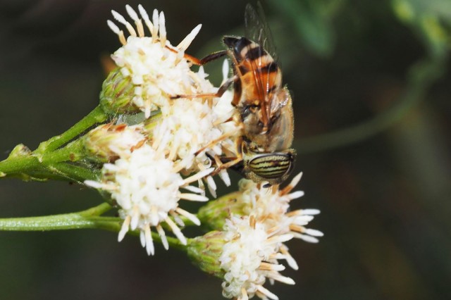 Eristalinus taeniops insect on flower