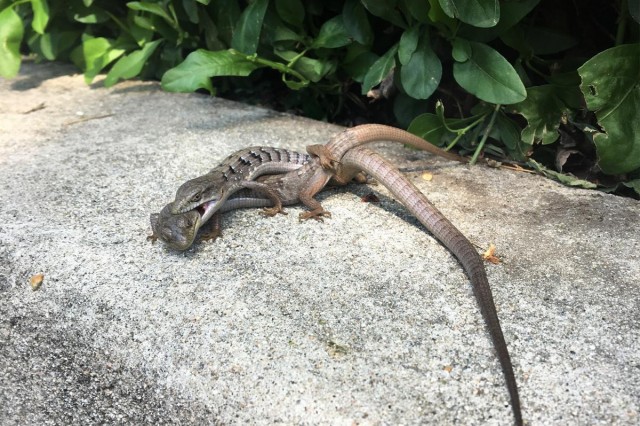 A pair of southern alligator lizards in a bite hold and potentially mating