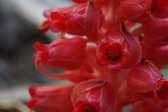 Snow plant’s scientific name, Sarcodes sanguinea, translates to “bloody flesh-like thing.”