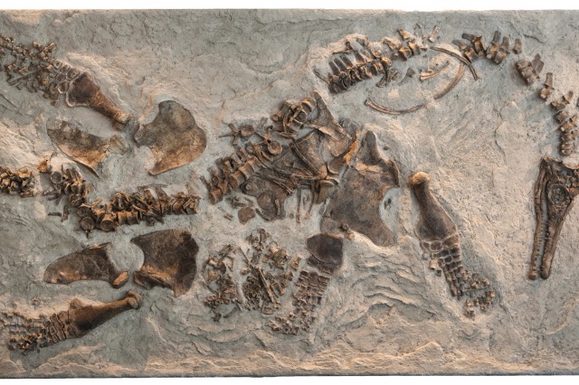 Fossil - Paleontology up close