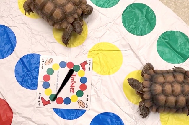 Two turtles on a Twister board game set 