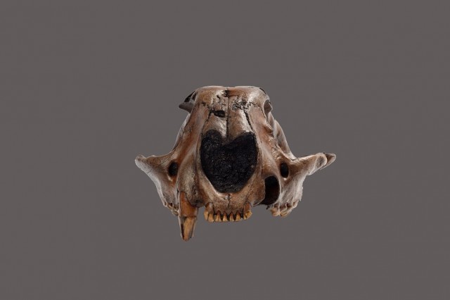 Puma skull from Project 23 at La Brea Tar Pits