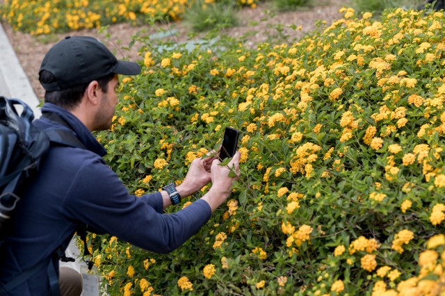 person takes a close up picture with a phone of a patch of yellow flowers