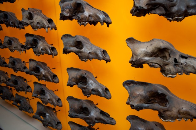 Dire wolf wall at an angle