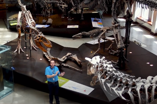 Educator stands in dinosaur hall surrounded by skeletons