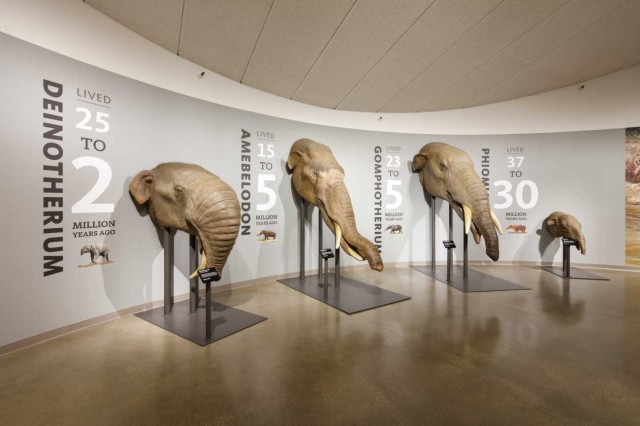 Mammoths and Mastodons Trunk Room