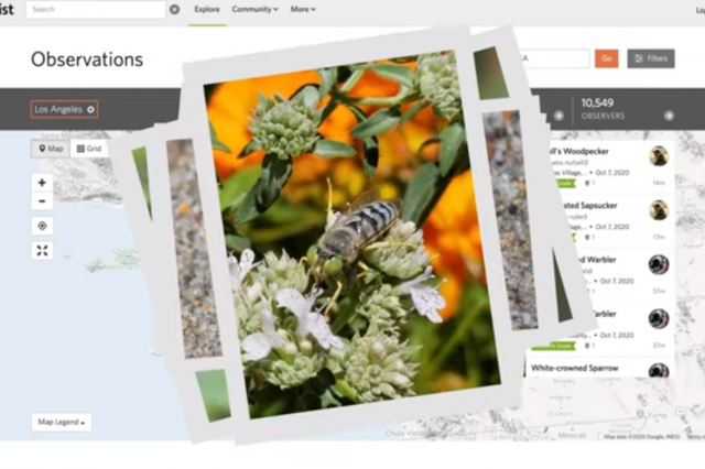 screenshot of iNaturalist platform with image of bee