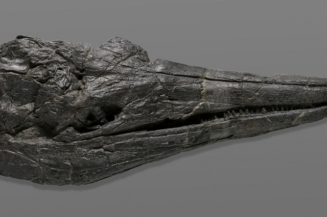 Discovery from the Deep: Ichthyosaur 