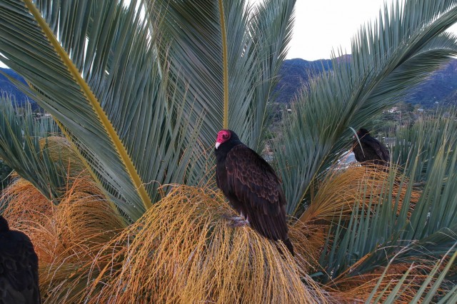 Turkey Vulture in Palm Tree