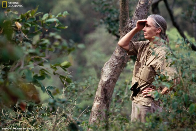 Jane Goodall observing chimpanzees in the forests of Gombe in Tanzania.