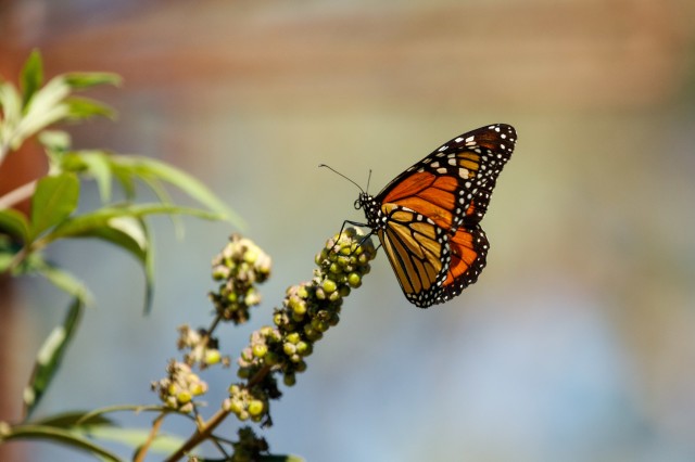 A monarch butterfly rests on a flowering plant.