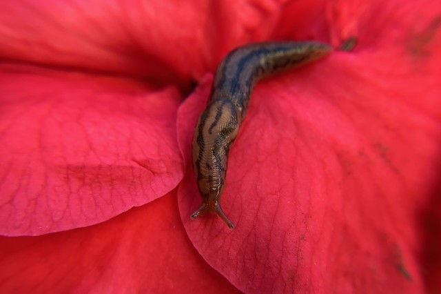 Threeband Slug on red flower