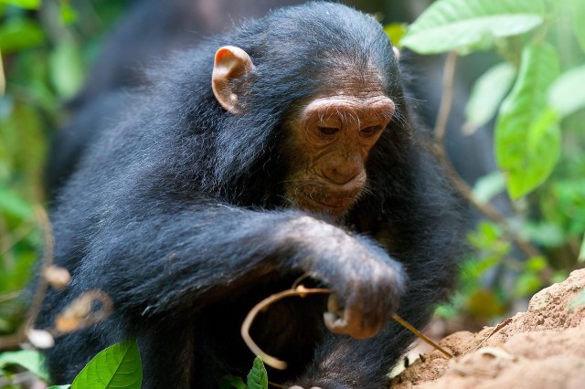 Chimpanzee using stick