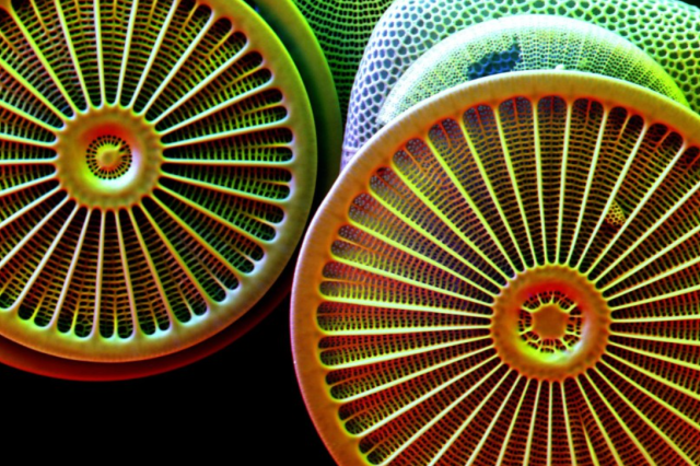 Microscopic rainbow-colored structures that look like bicycle wheels
