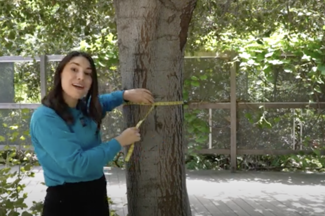 A Museum Educator holding a tape measure around a tree&#039;s circumference