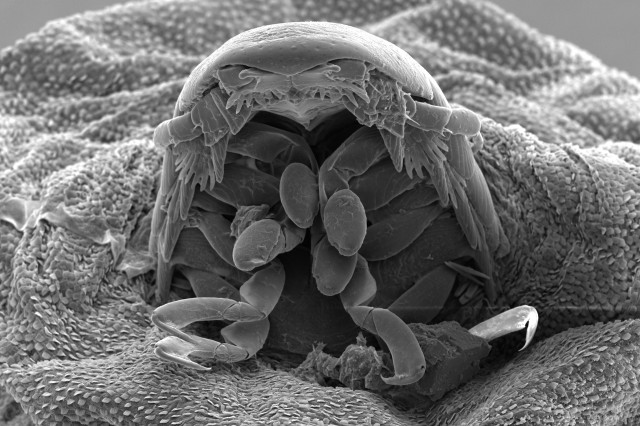 Larvae head shot front