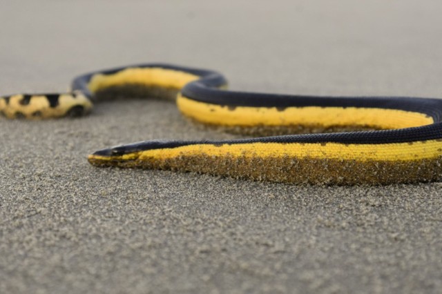 Yellow-bellied sea snake 