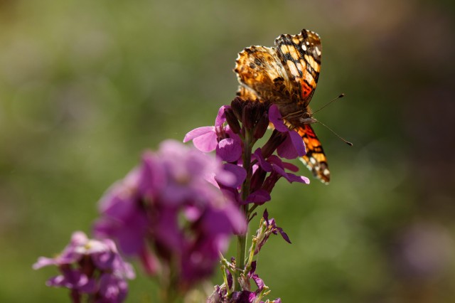 Yellow, brown, and orange butterfly on purple flowers against a blurry green background