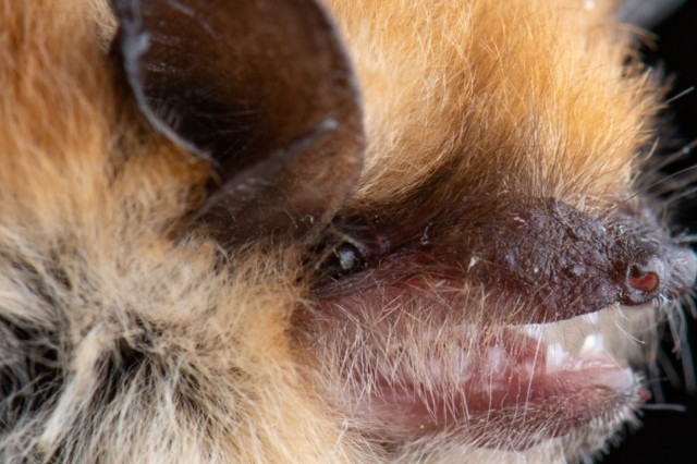 A close up view of a pointy-nosed bat with fluffy orange fur