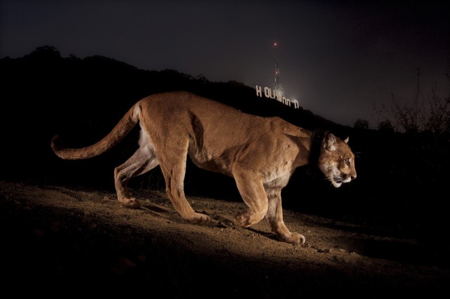 P-22 next to Hollywood sign