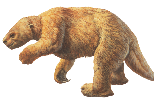 Harlan&#039;s ground sloth illustration