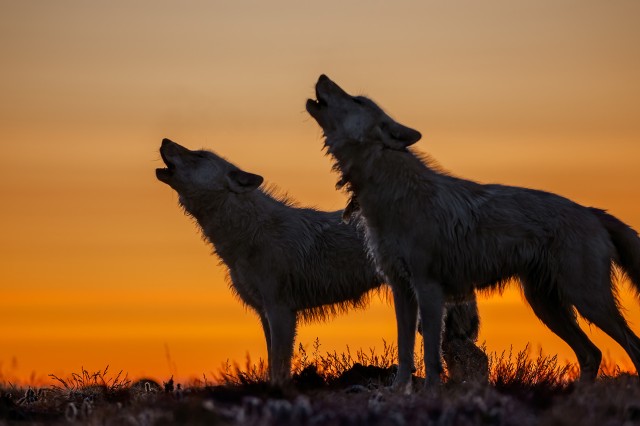 Silhouette of two wolves howling at sunset