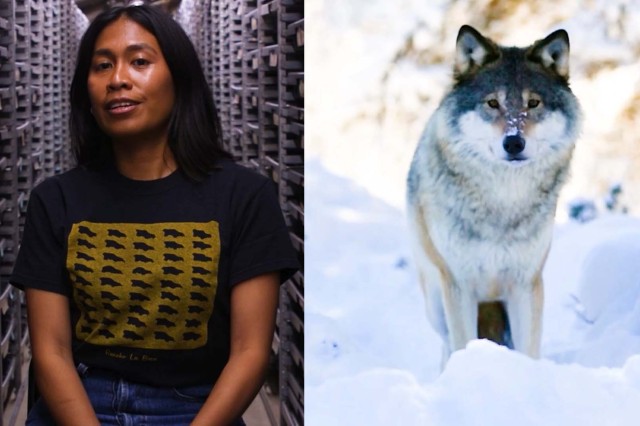 Head and shoulders portrait of Mairin Balisi with collection cabinets behind her, next to a white and gray wolf