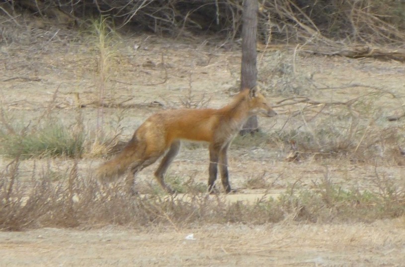 Nonnative red fox (Vulpes vulpes)