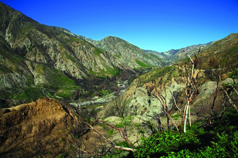 Green returning to the Angeles National Forest in Southern California six months after the Station Fire.