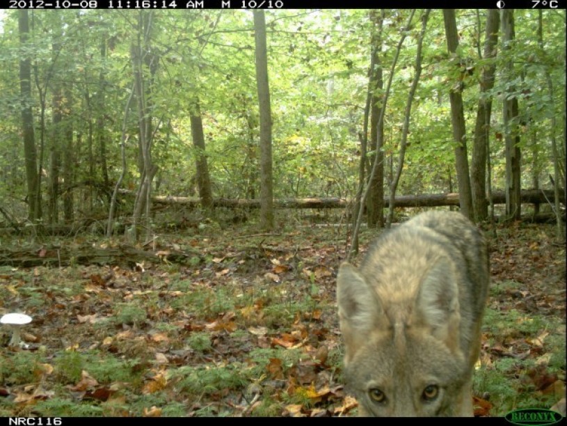 Coyote captured on camera trap by eMammal citizen scientist