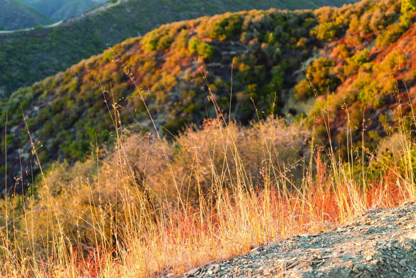 Dried invasive grasses cover parts of the Santa Monica Mountains in Southern California.