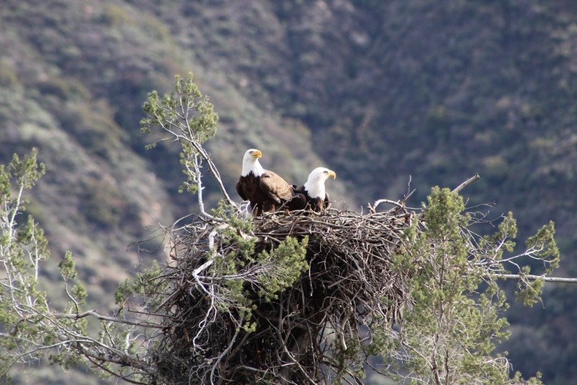 A pair of bald eagles sitting in their nest.