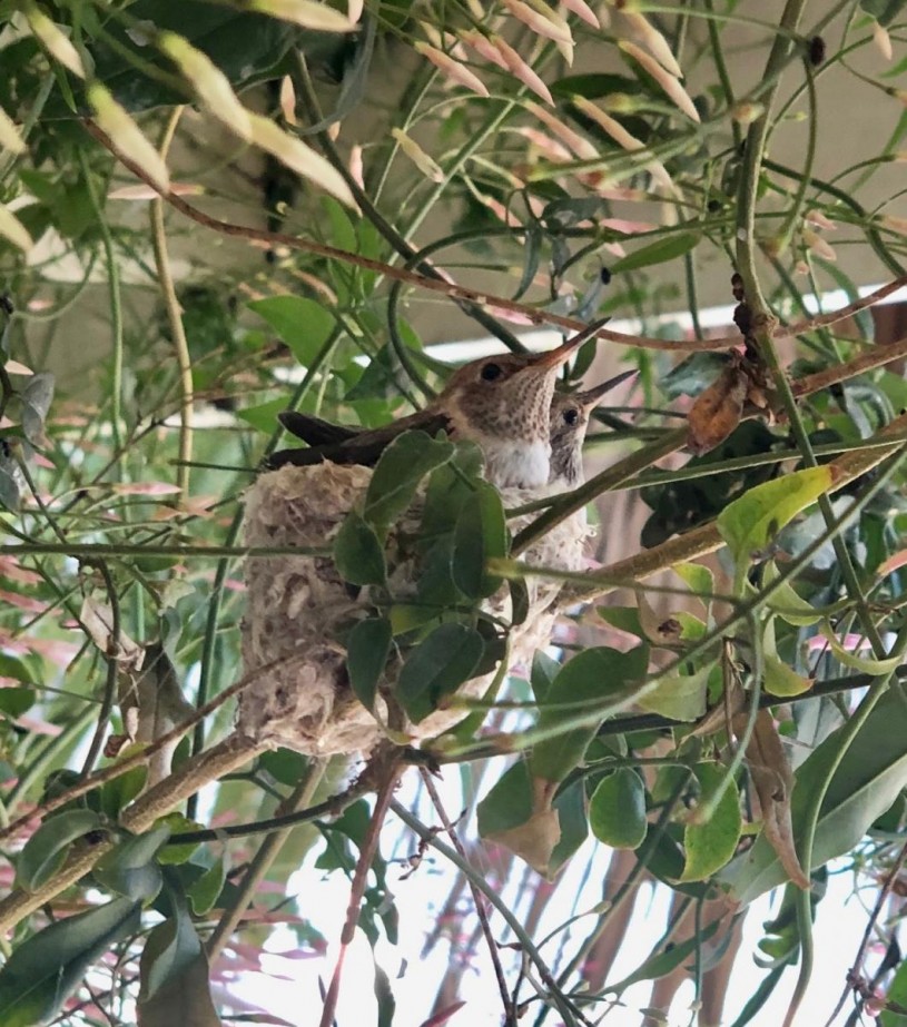 Two hummingbirds sitting in a nest
