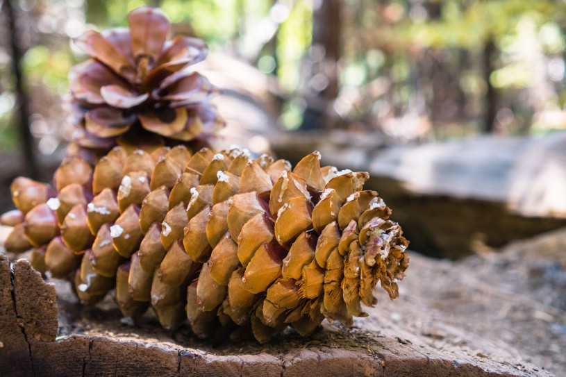 Close-up of large pinecones found in Charlton Flats