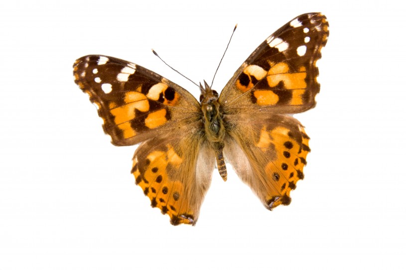 Image of a Painted Lady Butterfly