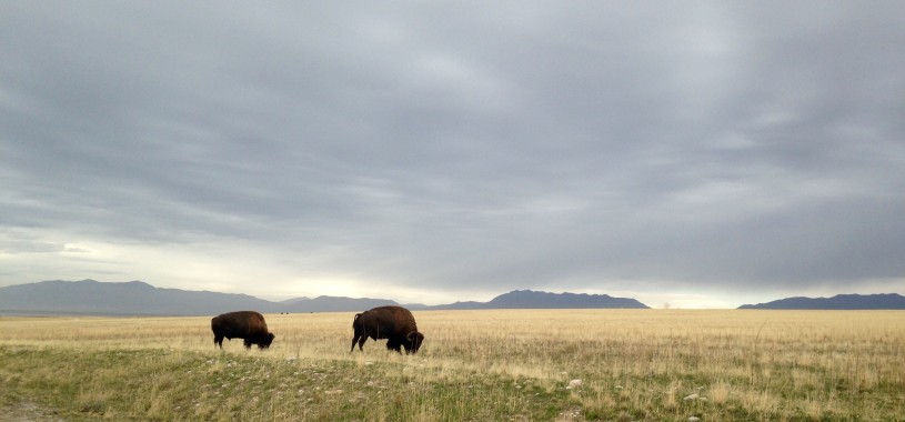 Bison on the range