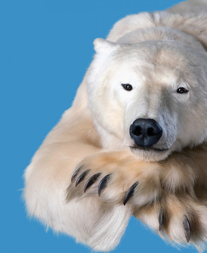 NHM Polar Bear close-up