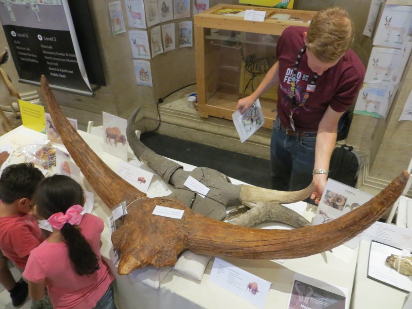 Bison skull on display
