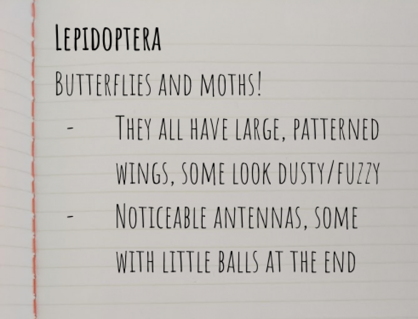 Example journal page: Lepidoptera. Butterflies and moths!   They all have large, patterned wings, some look dusty/fuzzy. Noticeable antennas, some with little balls at the end