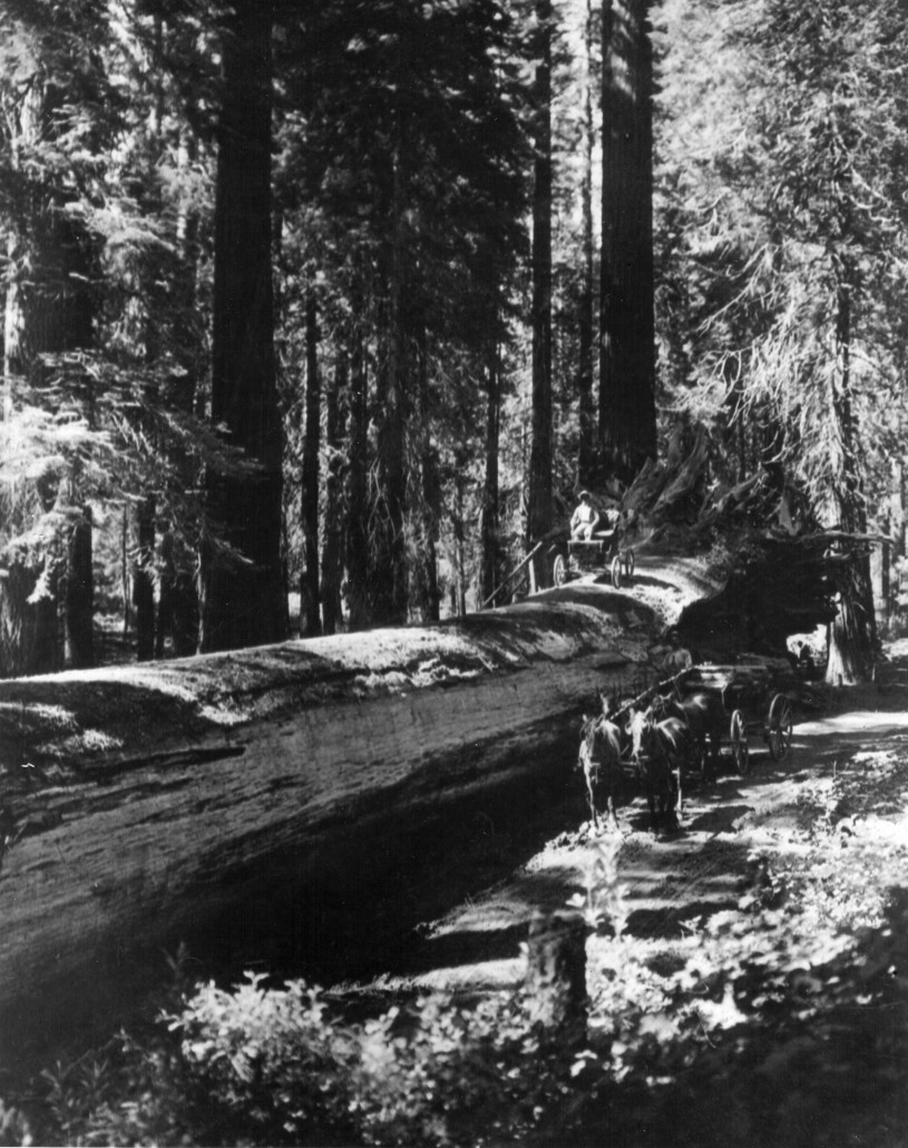 Locomobile atop a fallen sequoia 