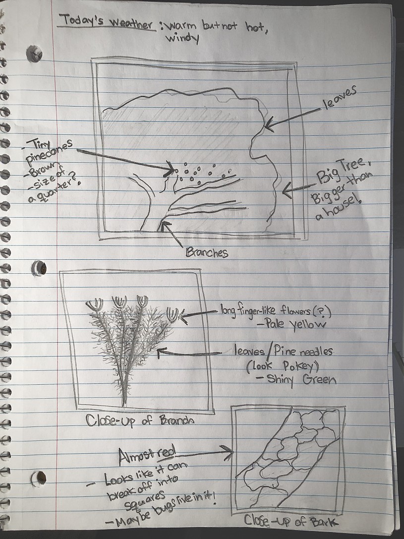 journal sketches of a plant with labels