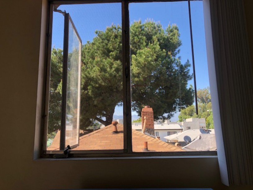 Photo of a tree being viewed through a window