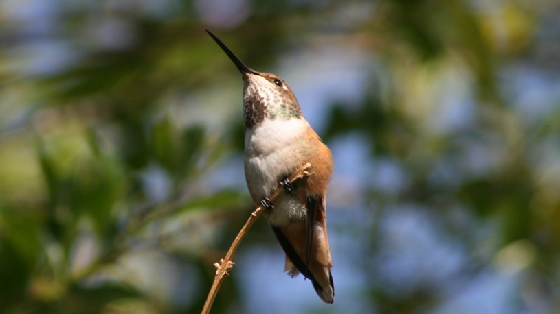 allens hummingbird