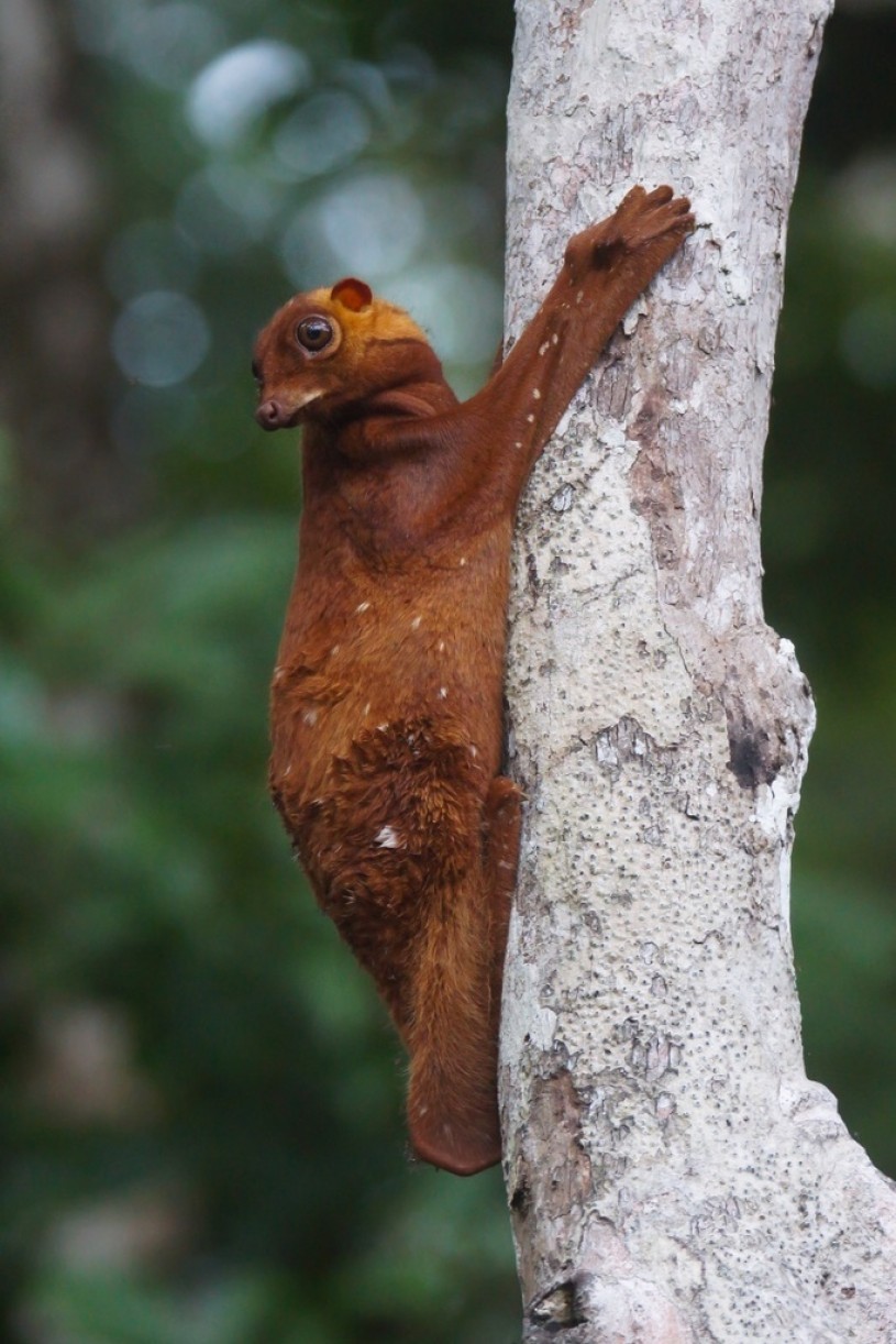 Colugo