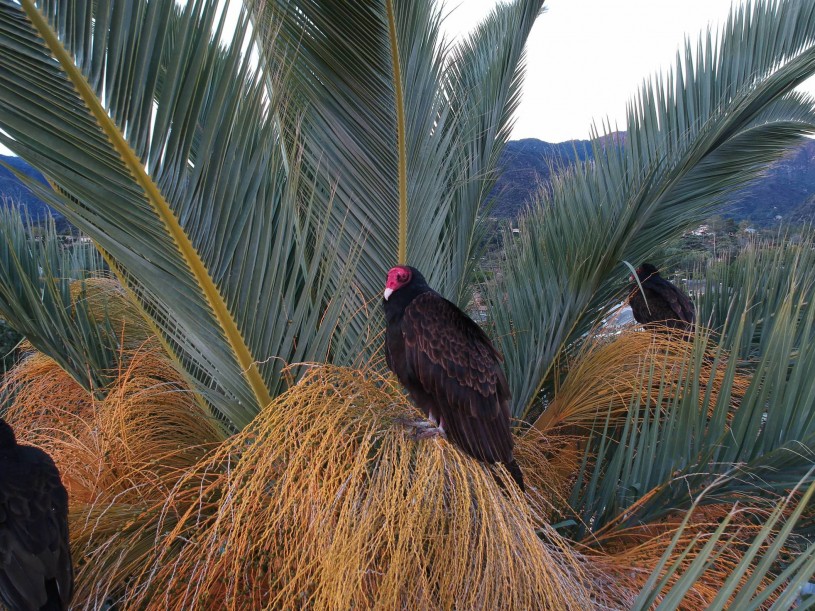 Turkey Vultures in Palm Trees