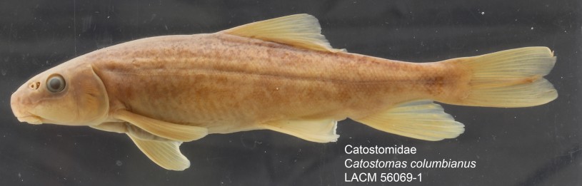 Catostomus columbianus