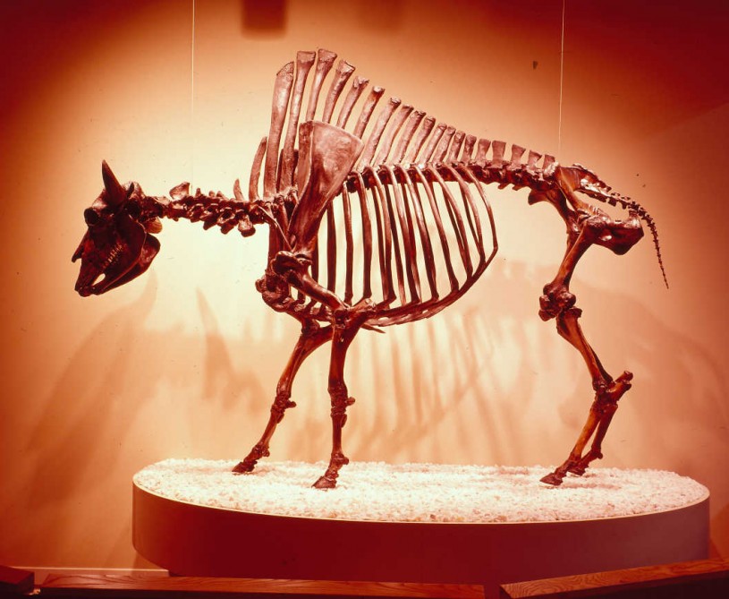 Bison fossil skeleton from the La Brea Tar Pits